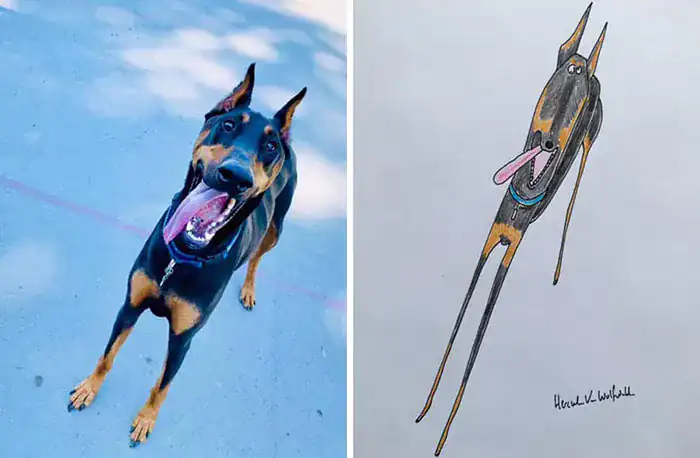 Doberman dog fisheye lens photo next to a distorted perspective stick drawing.