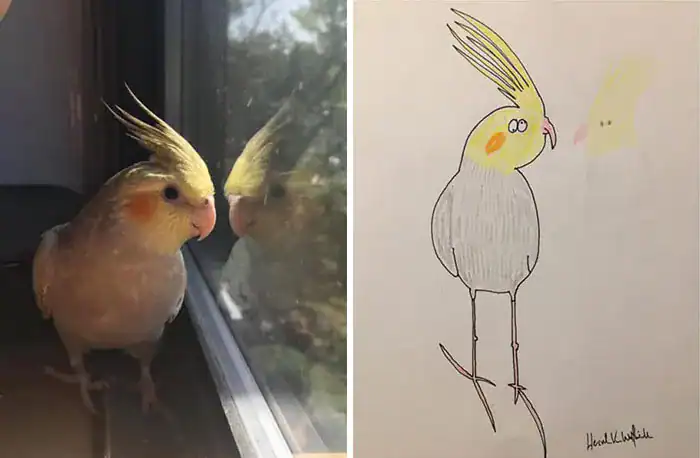 Cockatiel staring at window reflection next to a simple round bird drawing.