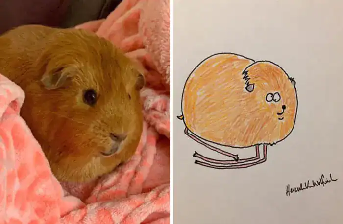 Round ginger guinea pig compared to a potato-shaped circle drawing.