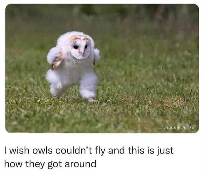 White owl running on grass with long legs wish they couldn't fly bird memes.