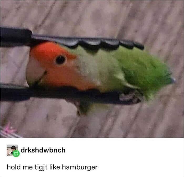 Small green bird held by kitchen tongs like hamburger cute text bird memes.