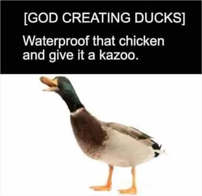Mallard duck meme explaining creation as waterproof chicken with kazoo bird memes.