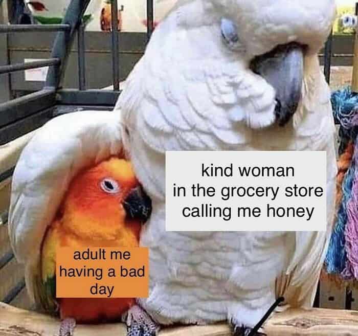 Large white parrot hugging small orange bird wholesome grocery store interaction bird memes.