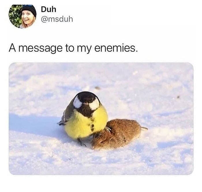 Cute round bird standing on dead mouse with message to enemies caption bird memes.