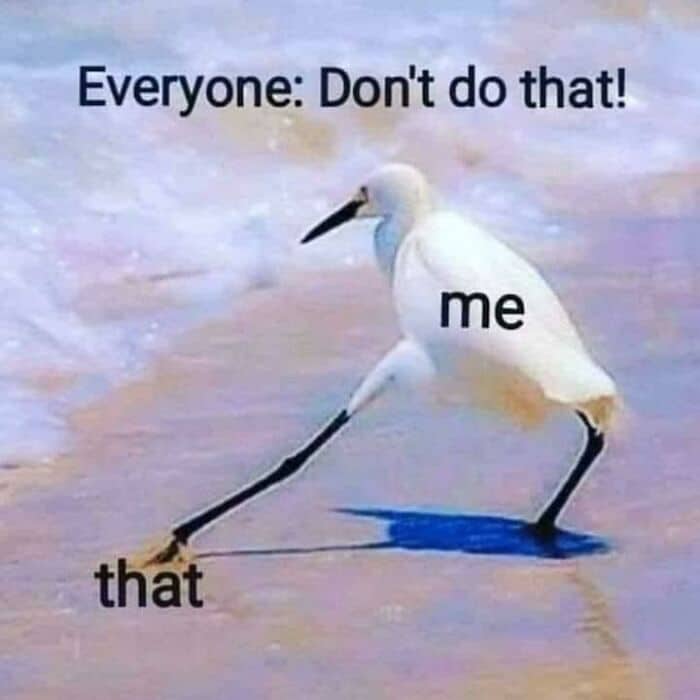 White egret taking massive step labeled me doing that impulsive behavior bird memes.