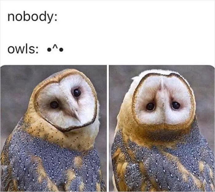 Owl turning head completely upside down compared to text emoticon bird memes.