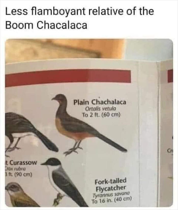 Plain Chacalaca bird guide illustration pun about Boom Chacalaca song bird memes.