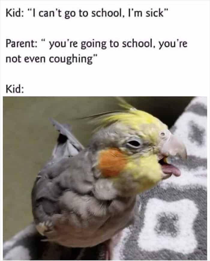 Scruffy cockatiel looking sick and coughing to get out of school bird memes.