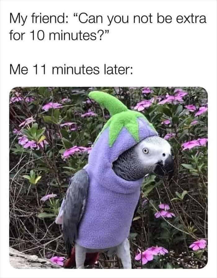Grey parrot wearing purple eggplant costume looking extra bird memes humor.
