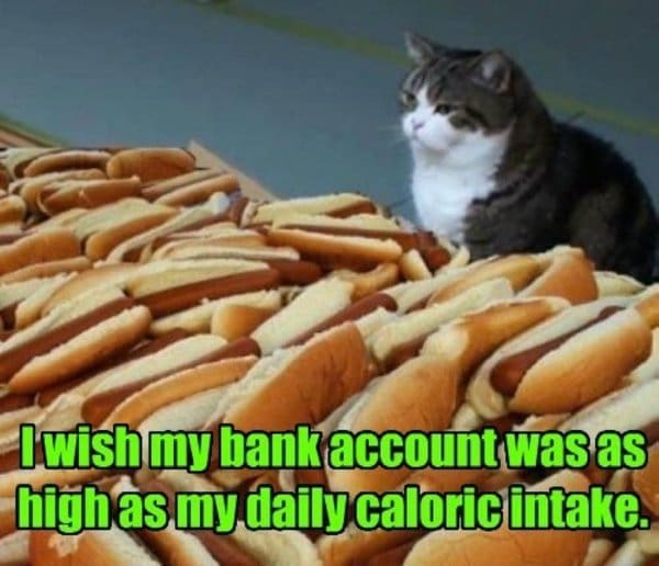 A broke meme of a cat staring at a pile of hot dogs wishing its bank account matched its caloric intake.