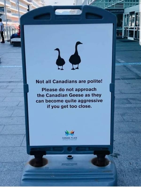 Sign warning tourists that Canadian Geese are aggressive and not polite.