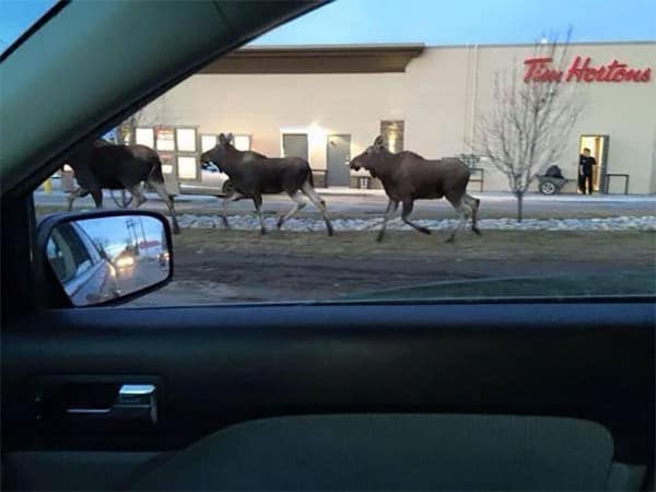 Three moose walking casually past a Tim Hortons drive-thru line.
