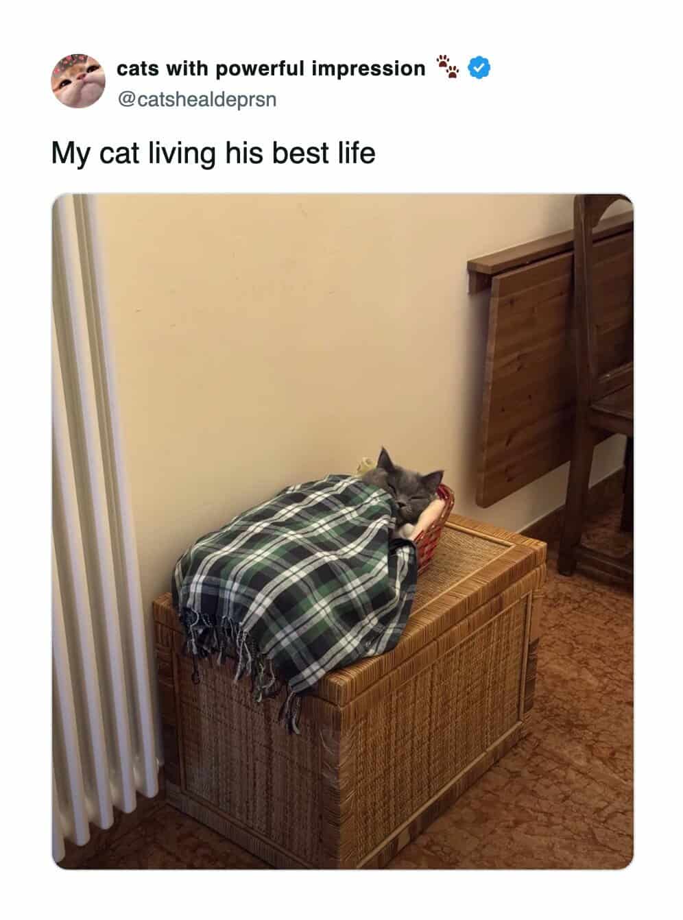A cat meme showing a grey cat sleeping soundly in a wicker basket while tucked under a plaid blanket.