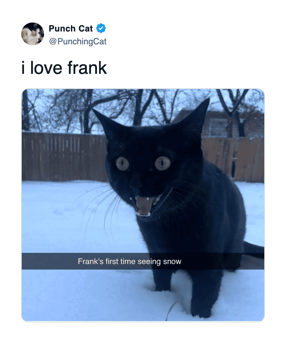 A cat meme of a black cat named Frank looking absolutely shocked and terrified during his first time seeing snow.
