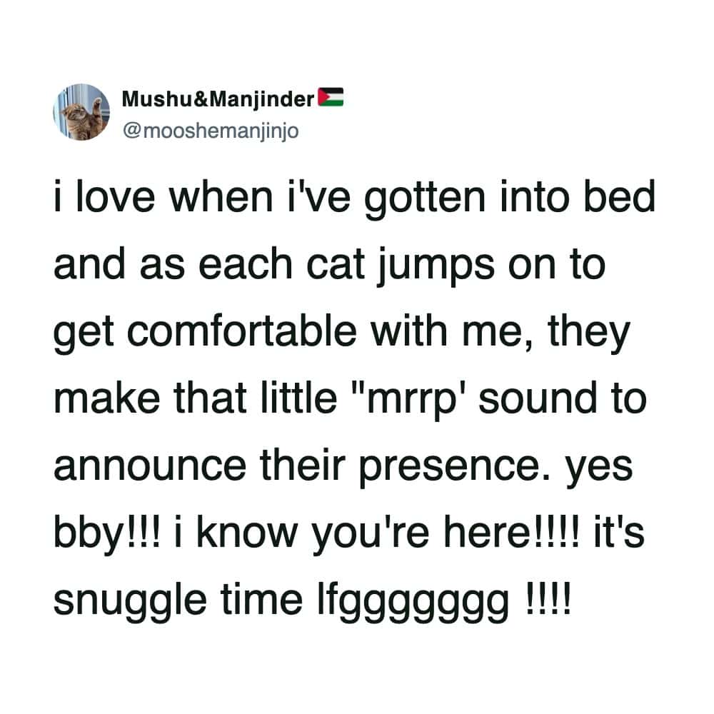 A funny cat tweet appreciating the "mrrp" sound cats make when they jump onto the bed to snuggle.
