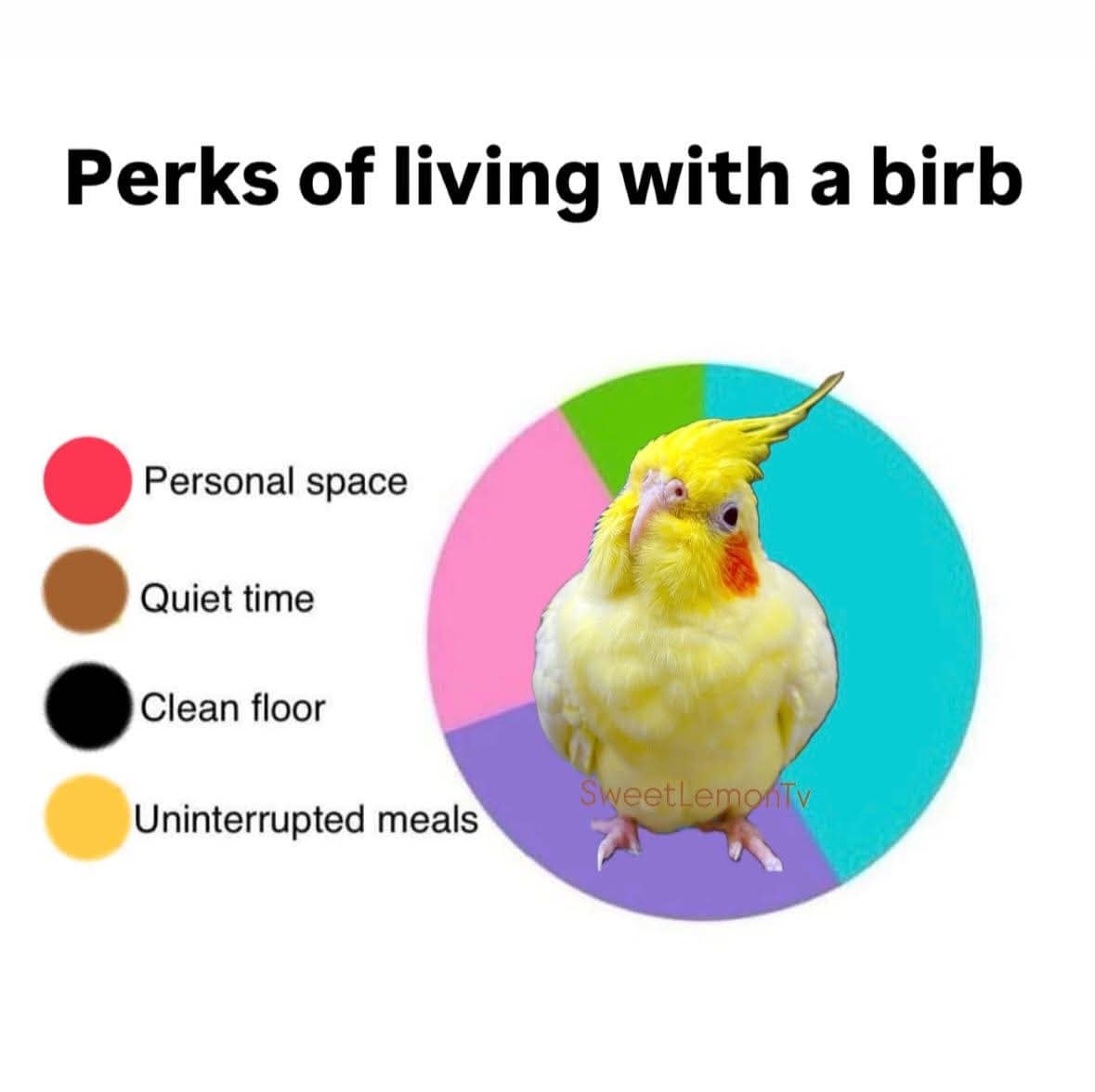 A classic meme pie chart showing the perks of living with a birb including personal space and clean floors being nonexistent.