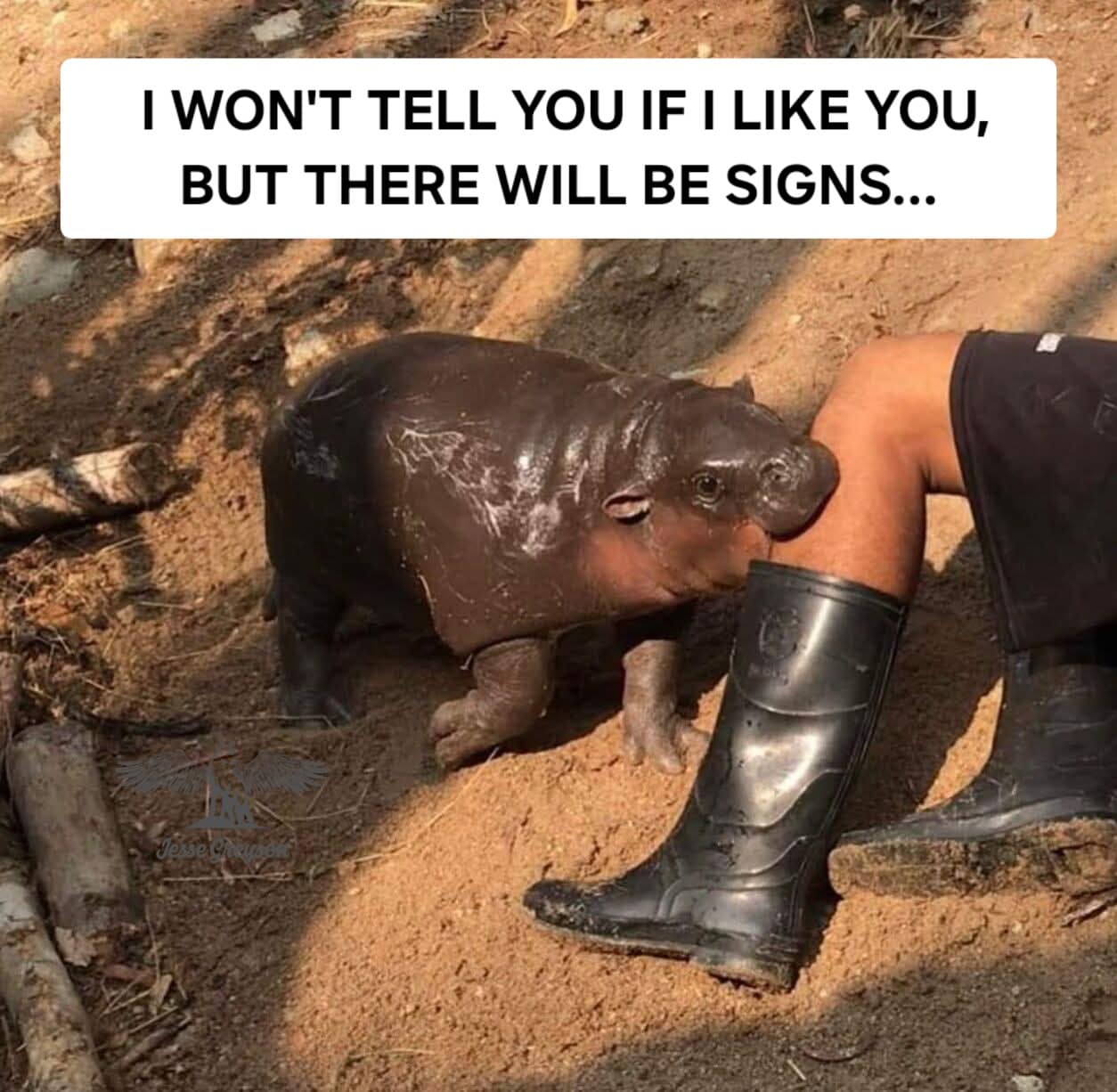 Classic meme of a baby hippo nuzzling a person’s boot with the caption “I won’t tell you if I like you, but there will be signs.”