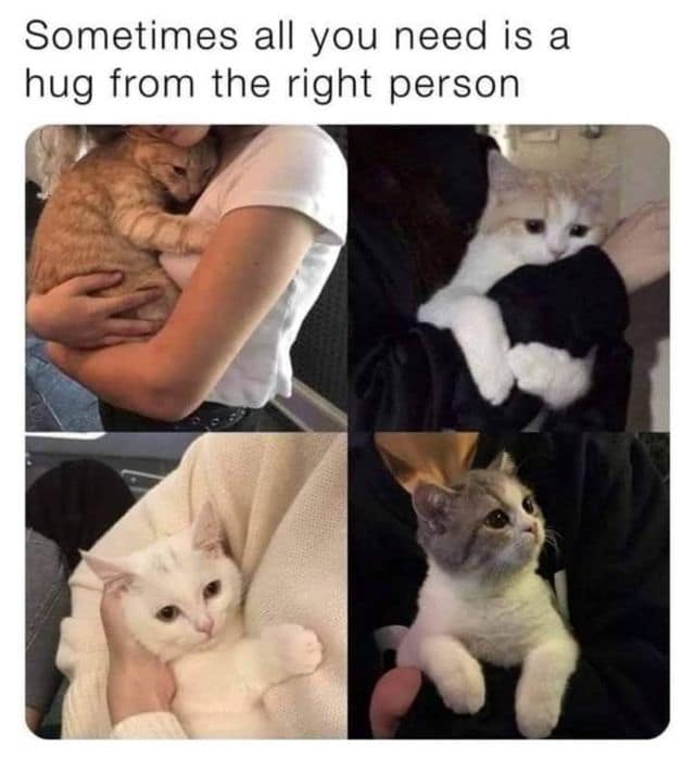 A funny meme showing cute cats hugging humans but one cat is hugging a woman's chest.