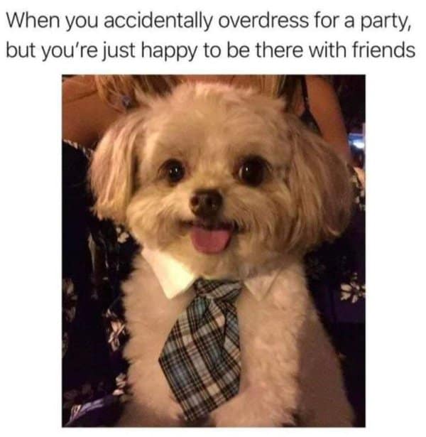 A classic meme of a small dog wearing a white collar and plaid tie, looking happy despite being overdressed.