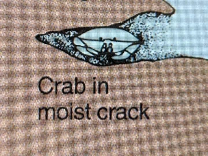 A textbook diagram of a crab inside a rock crevice labeled crab in moist crack.