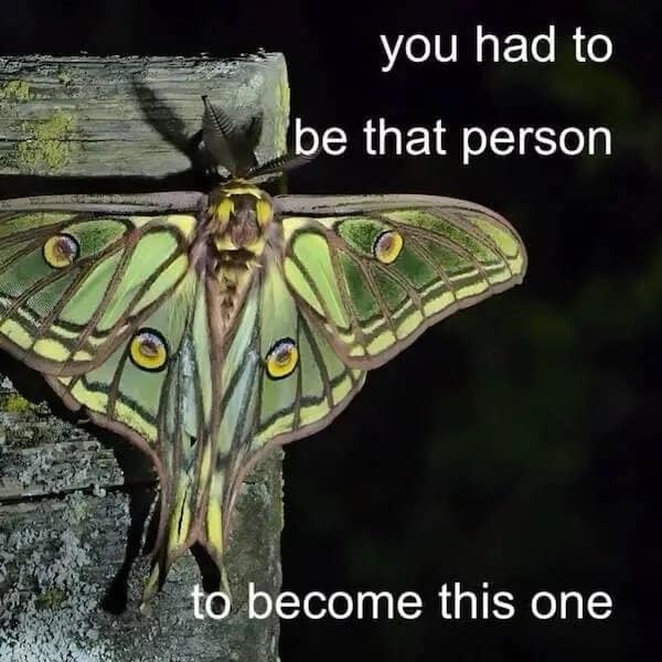A classic meme showing a beautiful Luna Moth with text about having to be "that person" to become "this one."