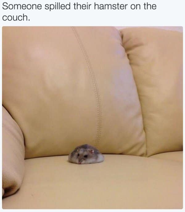 A classic meme photo of a hamster flattened out on a couch looking like a liquid spill.