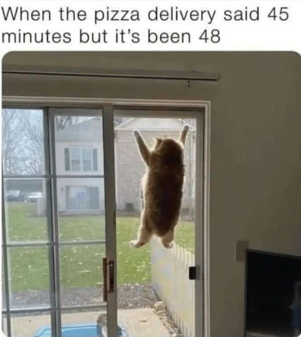 Classic meme of a cat clinging to a glass door captioned about pizza delivery being late.