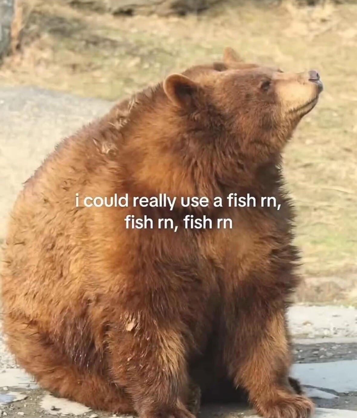 A classic meme of a brown bear looking up at the sky captioned about really needing a fish right now.
