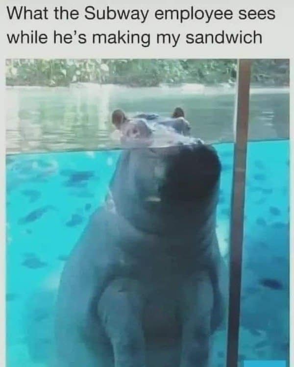 A classic meme of a hippo pressing its face against glass, representing a customer watching a sandwich being made.
