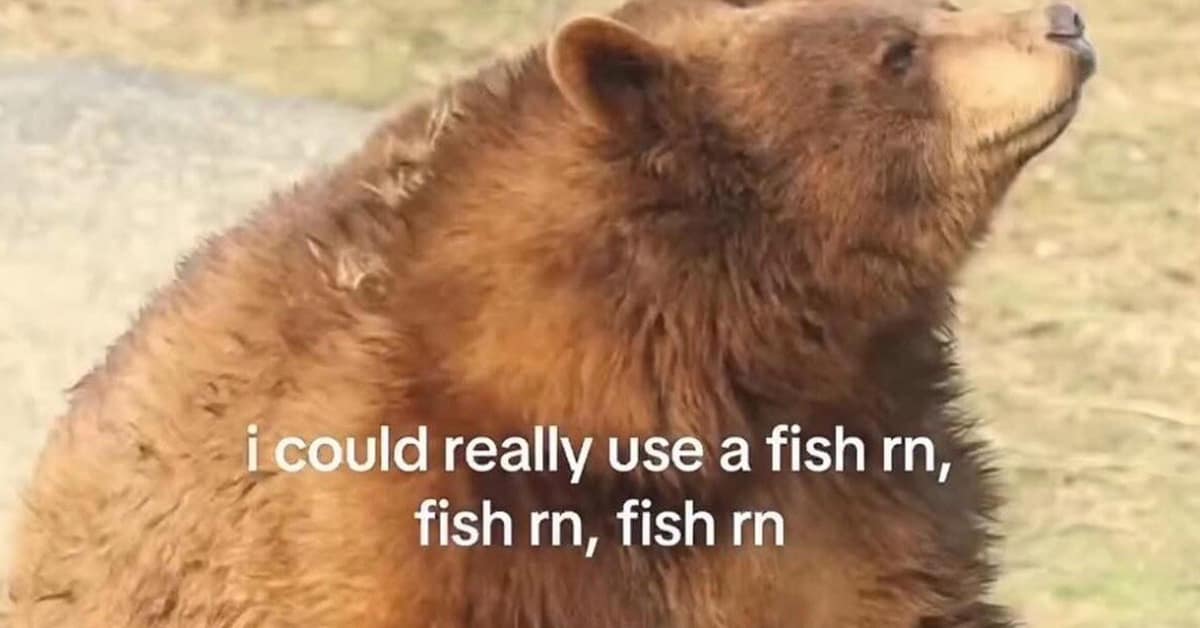 Collection of classic meme images and viral tweet favorites featuring ancient cat prints and stealth mission fails.