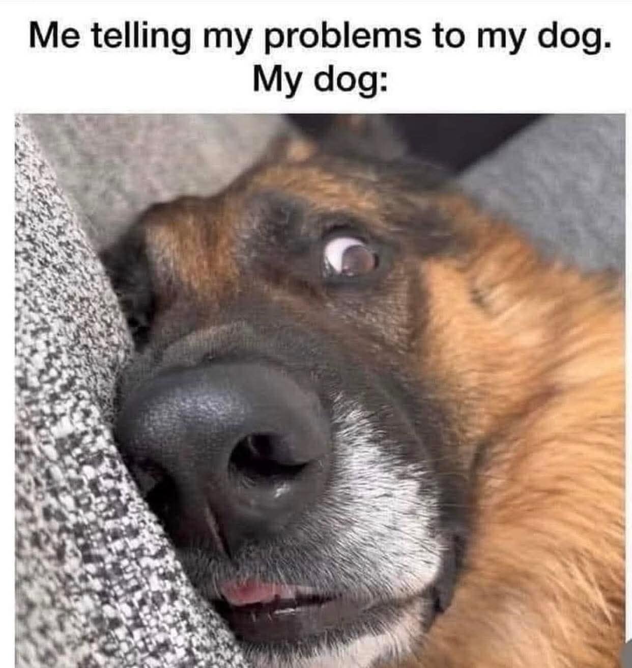 A classic meme of a German Shepherd with a wide-eyed, skeptical expression.