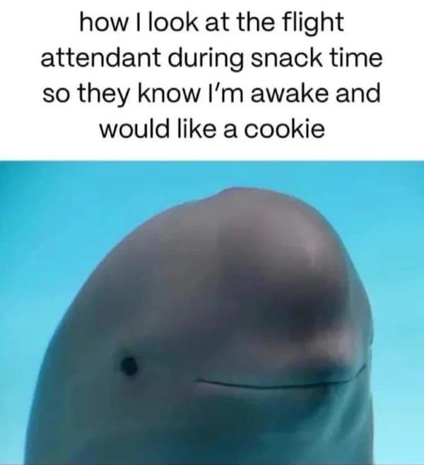 A classic meme of a smiling snub-fin dolphin representing a passenger hoping for an airplane cookie.