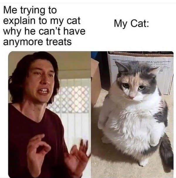 A classic meme comparing an intense Adam Driver to a round, standing cat, representing the struggle of explaining a diet to a pet.