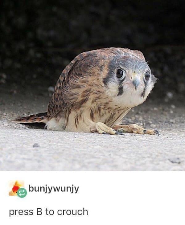 A classic meme of a small bird of prey sitting very low to the ground, captioned with the video game instruction "press B to crouch."