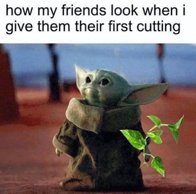 A classic meme featuring Baby Yoda holding a plant, captioned "how my friends look when I give them their first cutting."
