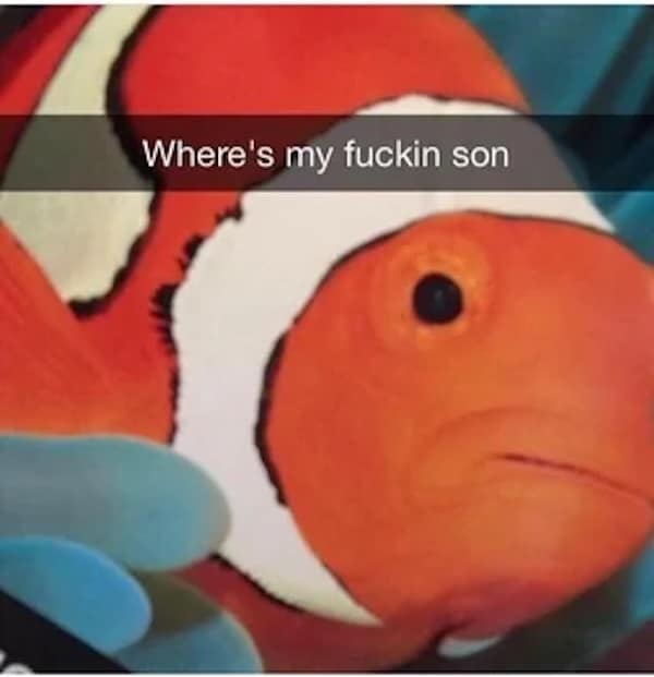 A funny dead meme showing Nemo's dad asking where his son is with a swear word.