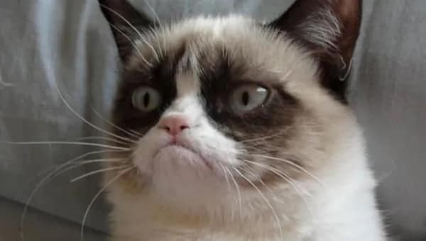 A legendary meme photo of Grumpy Cat looking displeased as always.