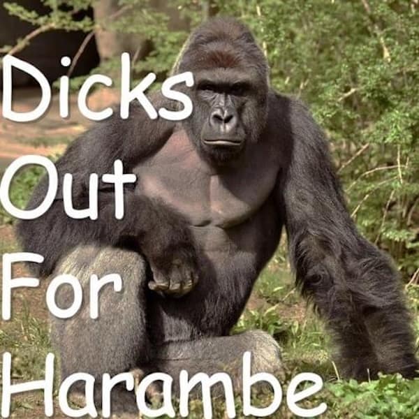 A dead meme showing Harambe the gorilla with the text Dicks Out For Harambe.