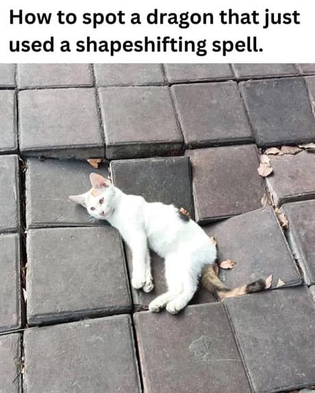 A dnd meme of a white cat lying in a square hole in the pavement, captioned about spotting a shapeshifting dragon.