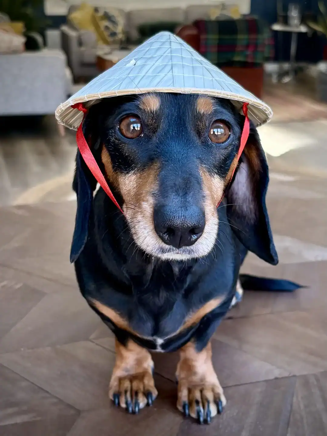 Cute dachshund wearing miniature woven conical hat funny dogs wearing hats