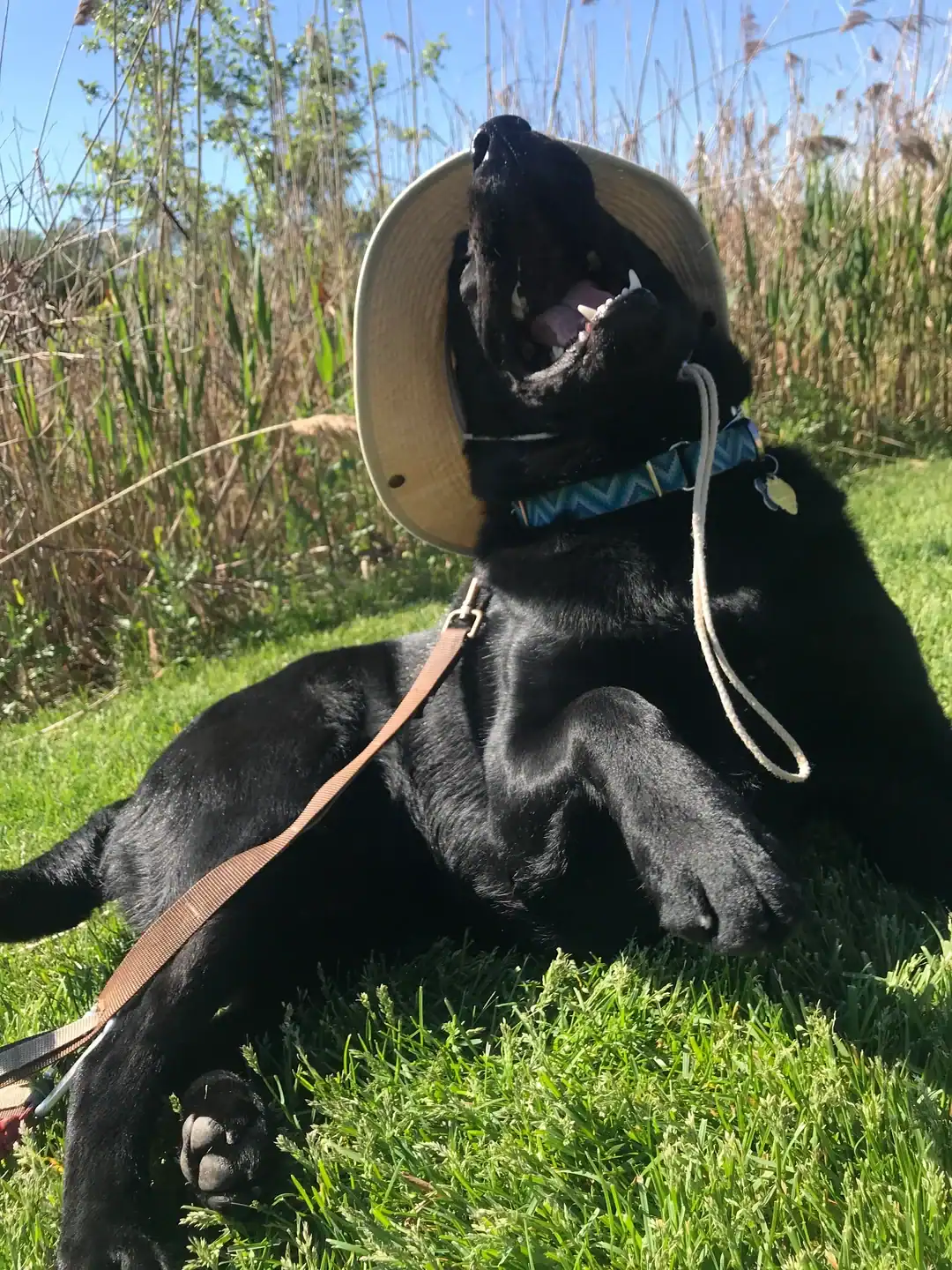 Black dog laughing rolling in grass wearing sun hat dogs wearing hats