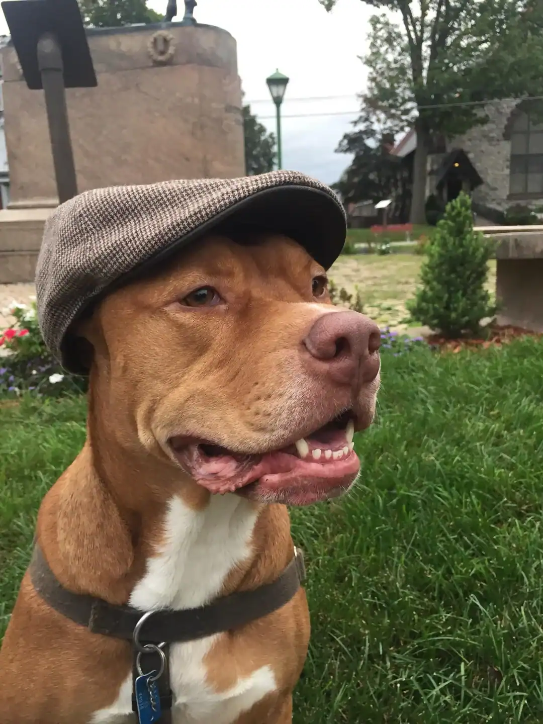 Brown pitbull looking distinguished wearing tweed flat cap dogs wearing hats