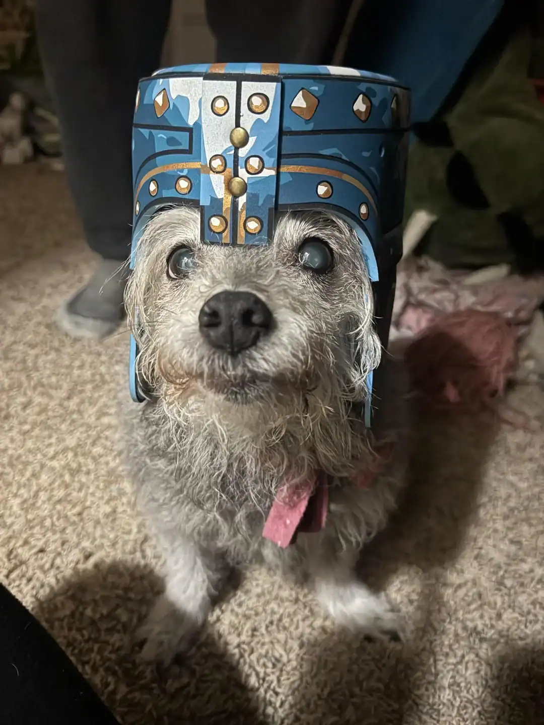 Scruffy terrier wearing blue cardboard knight helmet funny dogs wearing hats