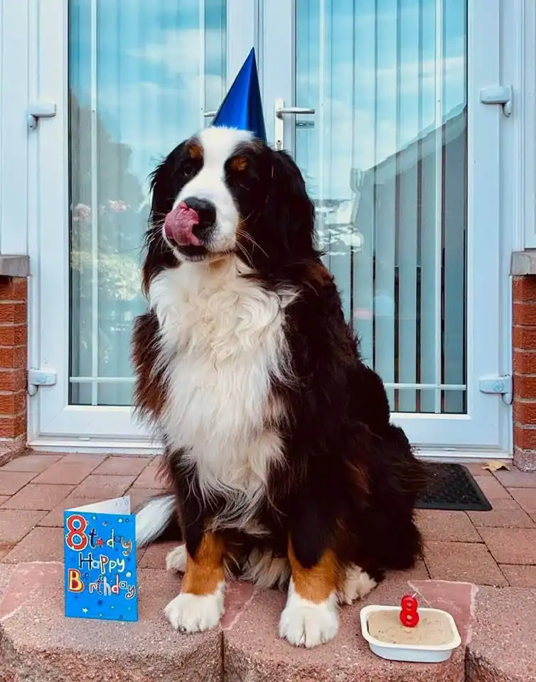 Bernese Mountain Dog wearing party hat celebrating eighth birthday dogs wearing hats