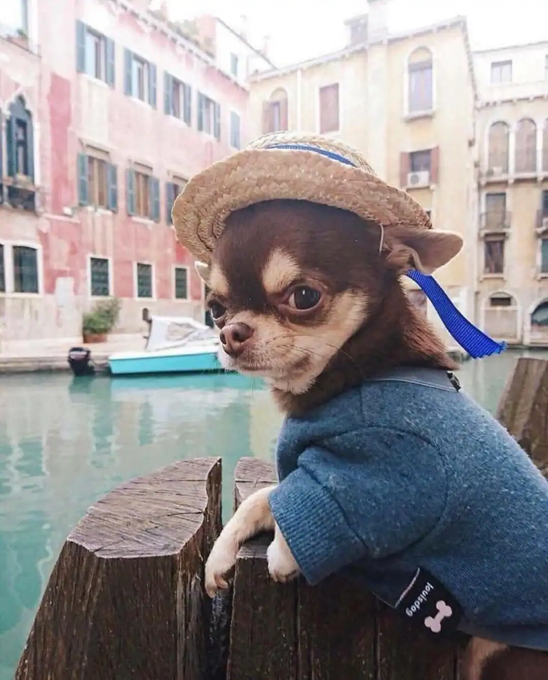 Chihuahua wearing straw boater hat posing near Venice canal dogs wearing hats