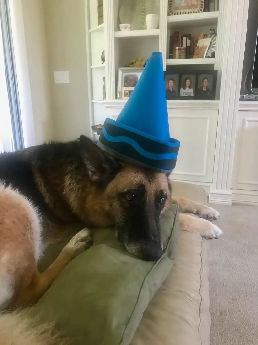 German Shepherd sleeping with blue crayon tip hat funny dogs wearing hats
