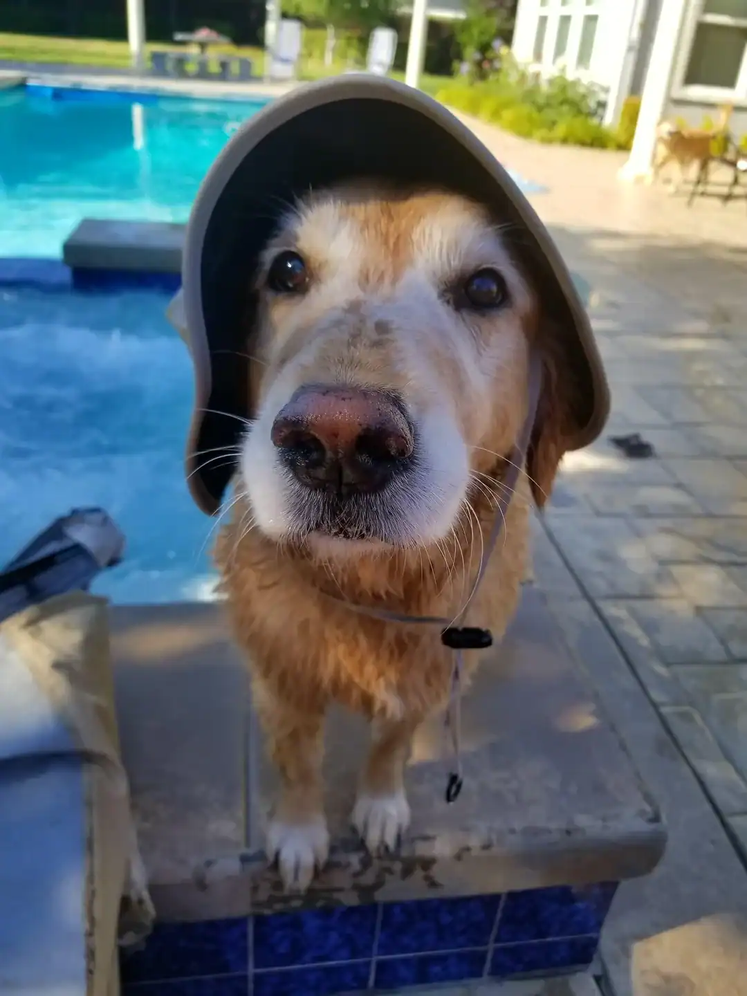 Wet Golden Retriever wearing beige sun hat by pool dogs wearing hats