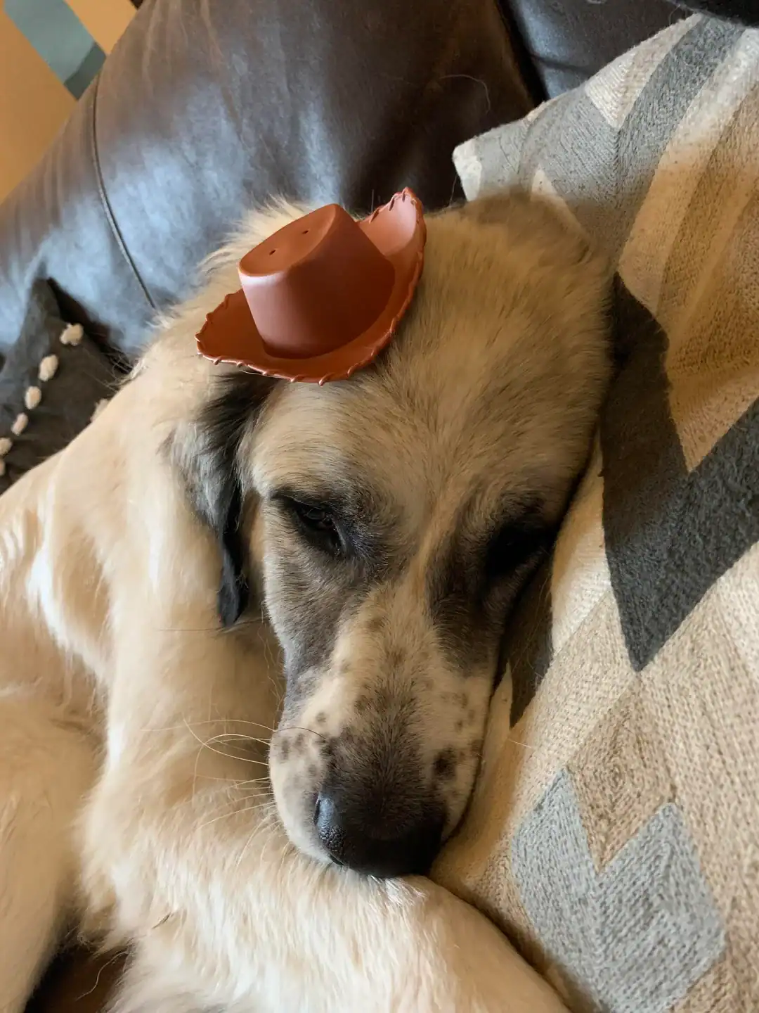 Large dog sleeping deeply with tiny cowboy hat funny dogs wearing hats