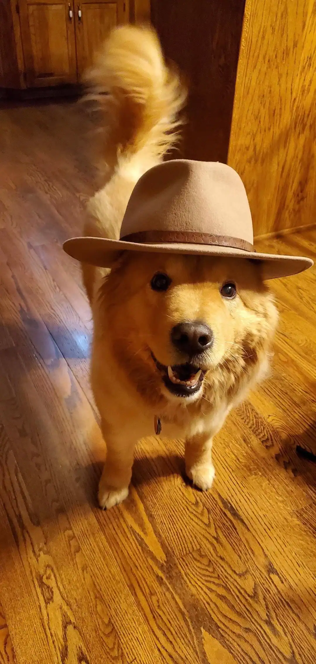 Fluffy golden dog smiling wearing brown fedora style hat dogs wearing hats