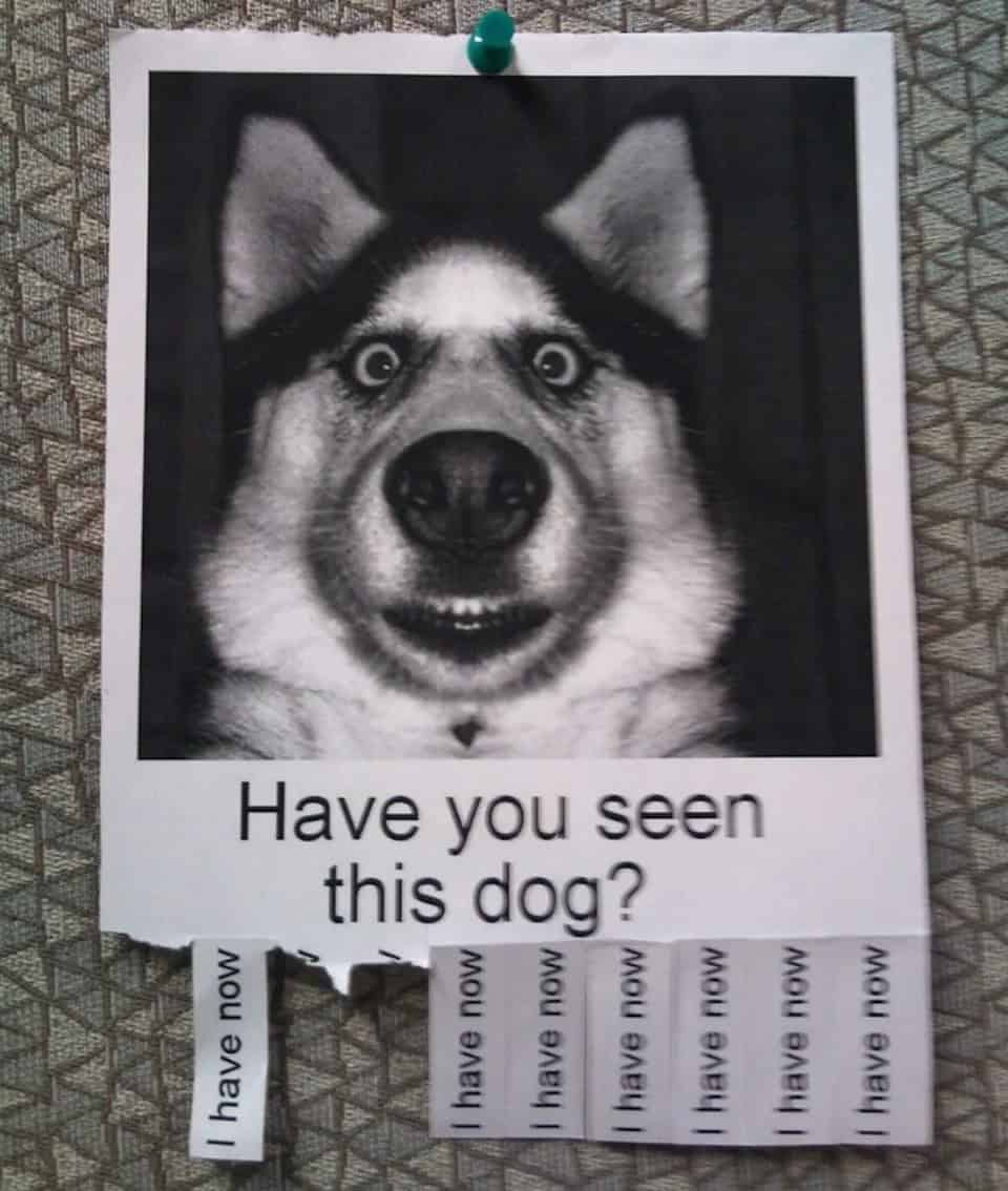 Missing dog poster joke where tear-off tabs confirm people have seen the photo.